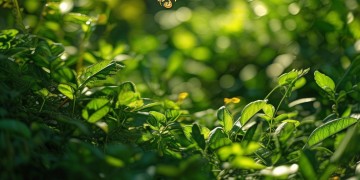 瘦身秘诀究竟是首什么歌？