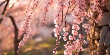 朵朵桃花都是你究竟是哪首歌？