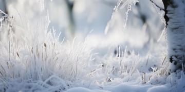 残雪出现在什么歌里？