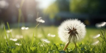 小学里发胖的蒲公英出自哪首歌？