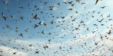 天空是小鸟的什么？这首歌你听过吗？