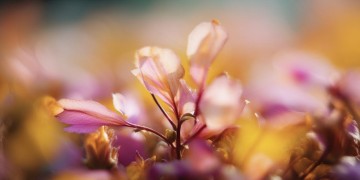 慢慢的花枯萎出自哪首歌？