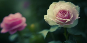 长在你脸上的青春究竟是哪首歌？